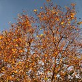 秋天的樹木