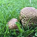 Agaricus augustus