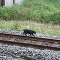 鐵道貓'