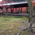 立冬的東福寺 2013年
