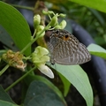 [雲嘉南]草嶺石壁0719-20