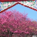 北投吳氏家祠山櫻盛開，透過牌樓，為藍天下的櫻花景色加框。