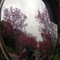 北投復興三路的櫻木花道，直接雙眼看景稀疏平常，換個角度，透過廣角鏡賞景吧。