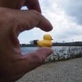 中秋節從駁二碼頭追高雄黃色小鴨到真愛碼頭，暮秋追桃園黃色小鴨的最後一面。我承認，想捏它捶它，但，黃色小鴨不是偶捏爆的。