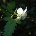 [宜蘭]福山植物園1224