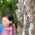 圓山步道上發現樟樹樹幹上躲著一隻蟪蛄，這蟬經常不怕人，憑藉著保護色，迷惑很多路過人們的眼光。