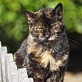 Monterey cat 21