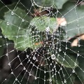 蜘蛛網 - 1