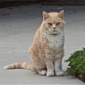 Monterey  cat - wurst