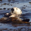 海獺（sea otter)