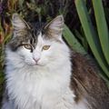 Monterey cat 27