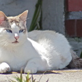 Monterey cat - shi'liu