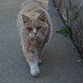 Monterey cat - jiujiu