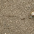 細沙上的蝸牛