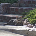 Monterey  cat -yi