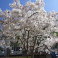 一樹櫻花---1
