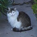 Monterey cat - 51（2/21/21）