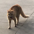 Monterey cat - 69
