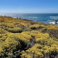 中加海岸2022：野花與波瀾相逢在六月