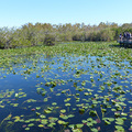 佛羅里達州生態之旅：大沼澤地國家公園