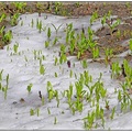 冰美人雷尼爾山（下）：花花世界