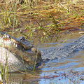 佛羅里達州生態之旅：大沼澤地國家公園