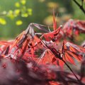 春天裡的槭紅