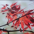 春天裡的槭紅