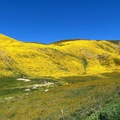 加州花海2023：油彩山脈