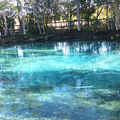 佛羅里達州生態之旅：海牛泡溫泉