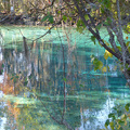 佛羅里達州生態之旅：海牛泡溫泉