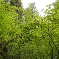 疫情中遊美西：森森巍峨的紅木國家公園