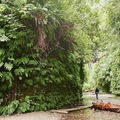 疫情中遊美西：森森巍峨的紅木國家公園