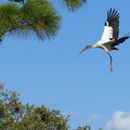 佛羅里達州生態之旅：鳥語草香