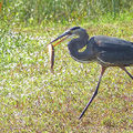 佛羅里達州生態之旅：鳥語草香