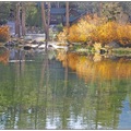 加州的後花園金秋燦燦（六）：長毛象湖魅力無窮