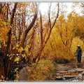 加州的後花園金秋燦燦（二）：麥吉溪有秋色與野花爭豔