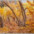 加州的後花園金秋燦燦（二）：麥吉溪有秋色與野花爭豔