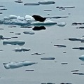 冰島陽光行：傑古沙龍冰河湖