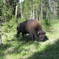 2006 黃石--美洲野牛 Buffalo
