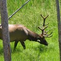 2006 黃石--大角鹿（Elk）
