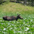 2006 黃石--麋鹿 (Moose)