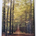 一千片拼圖 Forest Path