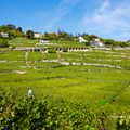 2022 瑞士~~拉沃(Lavaux)葡萄園 