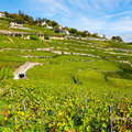 2022 瑞士~~拉沃(Lavaux)葡萄園 