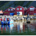 Norway~~羅浮墩Lofoten群島~Fredvang & Ramberg