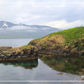 2016 Iceland~~海鸚鵡Puffin
