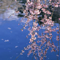 不分類2Japanese Sakura