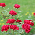 about roses