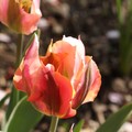 2019 tulip